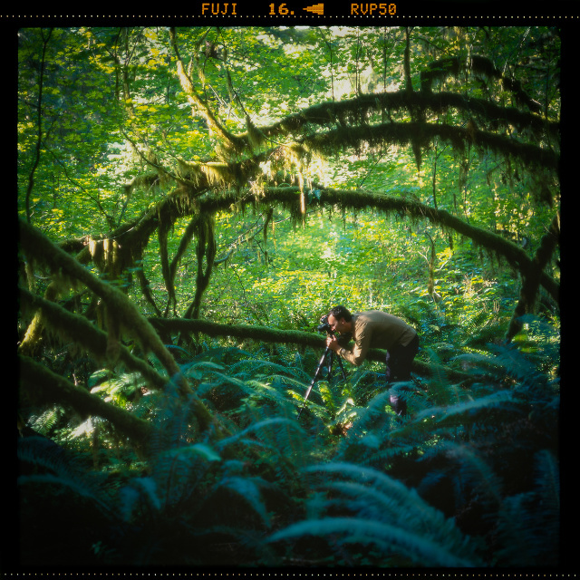 Hoh Rainforest, Forks, Washington, United States